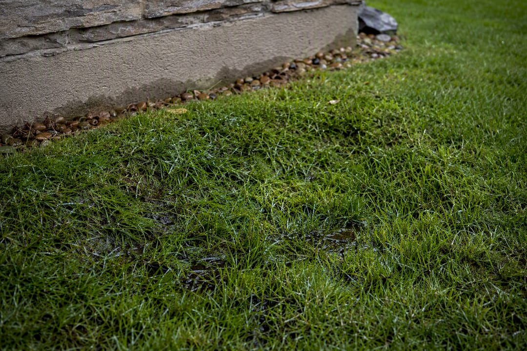 Soggy green lawn patch over sewer line